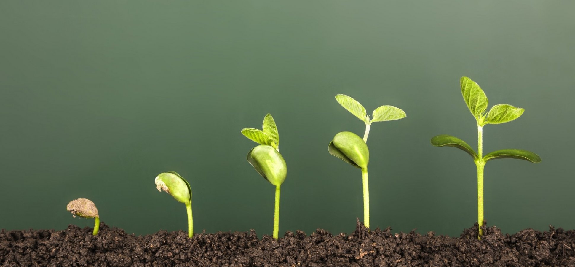 A photo of soybean seedlings sprouting in a pot displaying the way how early stage startups achieve brand growth